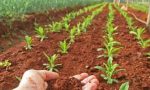 Giovani agricoltori, da Regione nel Bresciano finanziamenti per oltre 200mila euro