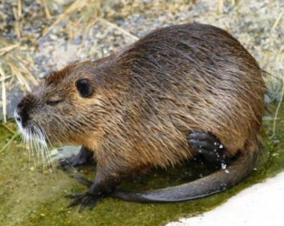 Nutrie, il problema adesso è davvero serio