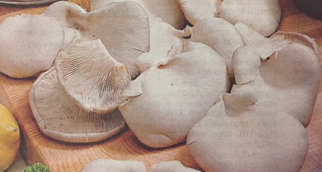 “Orecchione” o “Ostrica” nel bosco o a casa, fritto, arrostito o trifolato