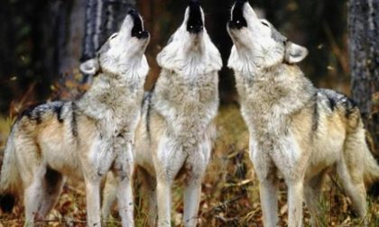Branco di lupi avvistato nel Bresciano