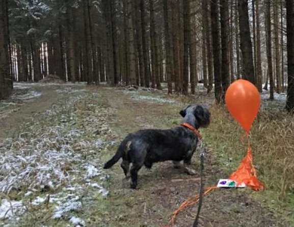 Quando i messaggi di pace volano davvero in alto