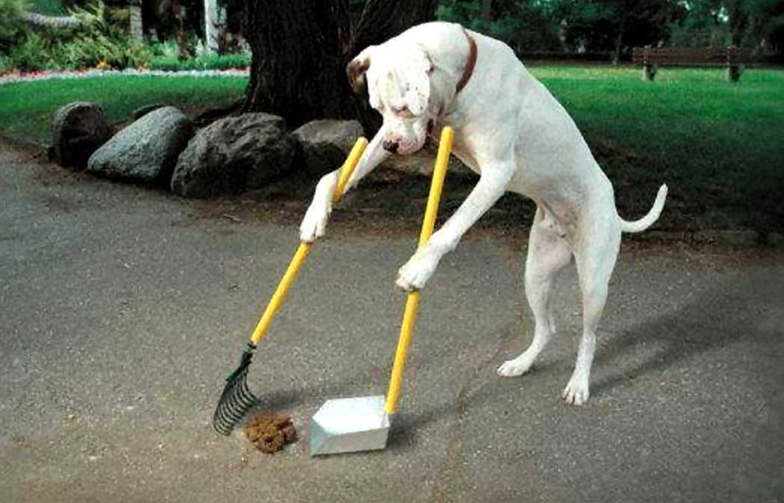 «Raccogliete la popò del cane o vi multiamo»