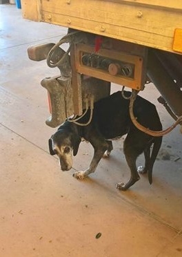 Remedello:Ananda è scomparsa.Aiutateci a cercarla