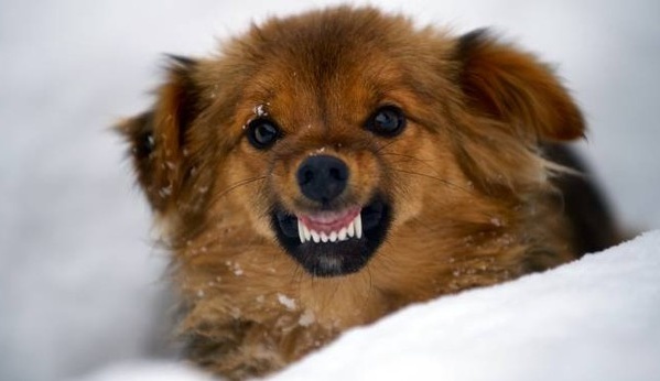 Remedello: anziano morsicato dal cane