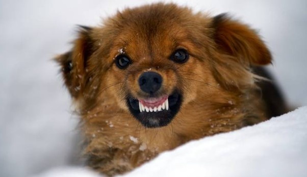 Remedello: morsicato dal cane, il padrone rischia