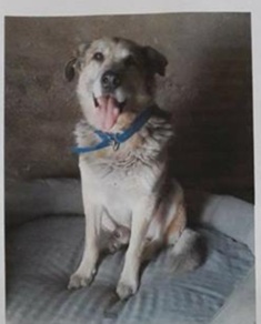 Rider cerca famiglia