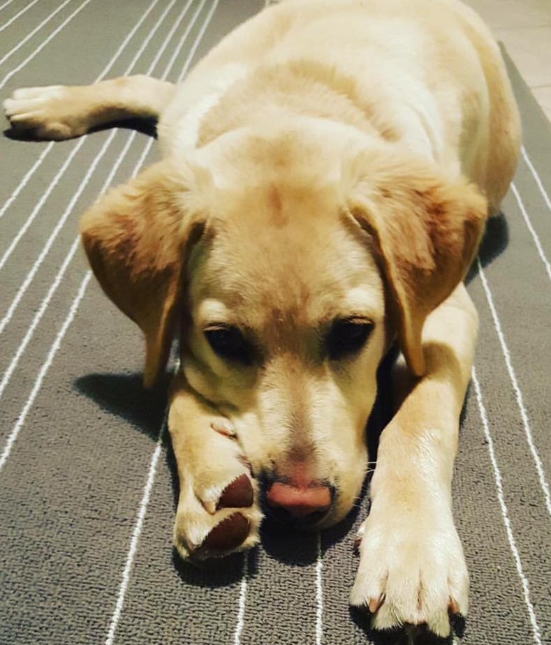 Ritrovato Pallino, ora è tra le braccia dei suoi padroni