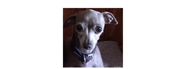 Rubano l’auto, ma dentro ci sono 4 cani