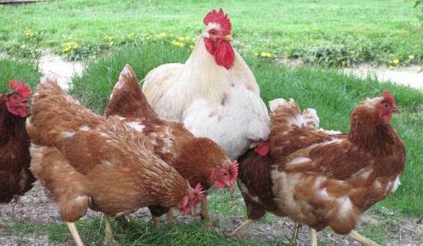 Confagricoltura Brescia, in arrivo i primi indennizzi agli avicoltori colpiti dall’aviaria