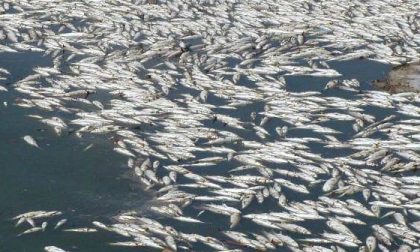 San Pancrazio: centinaia i pesci morti