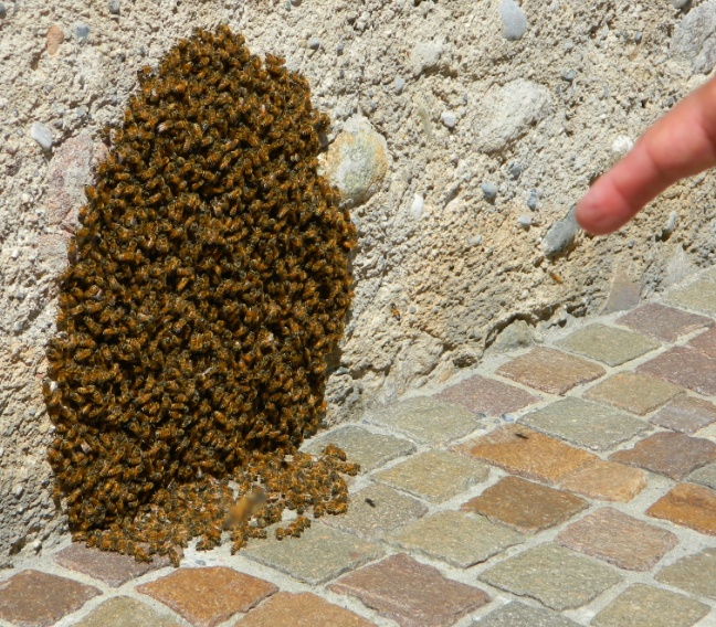 Sciame di api prende la residenza in duomo