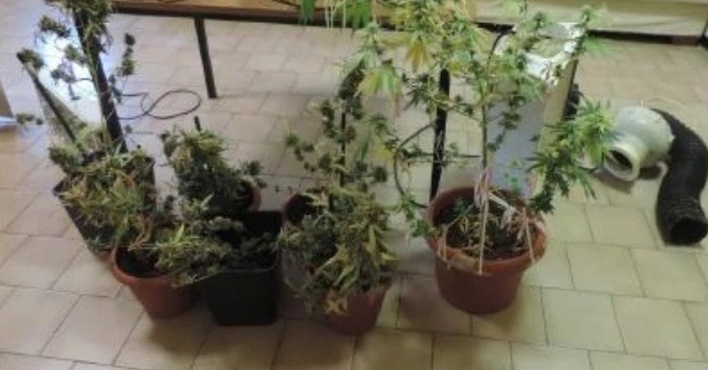 Serra di marijuana a casa: denunciato 25enne