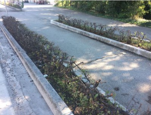 Siepi: prima troppo alte, ora troppo basse