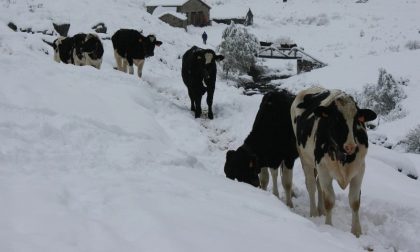 Terremoto, per le mucche 100 posti in Lombardia