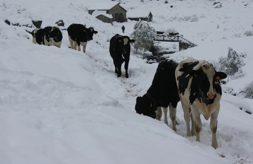 Terremoto, per le mucche 100 posti in Lombardia