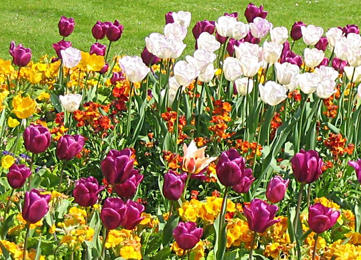 Torna a sbocciare “Ghedi in fiore”