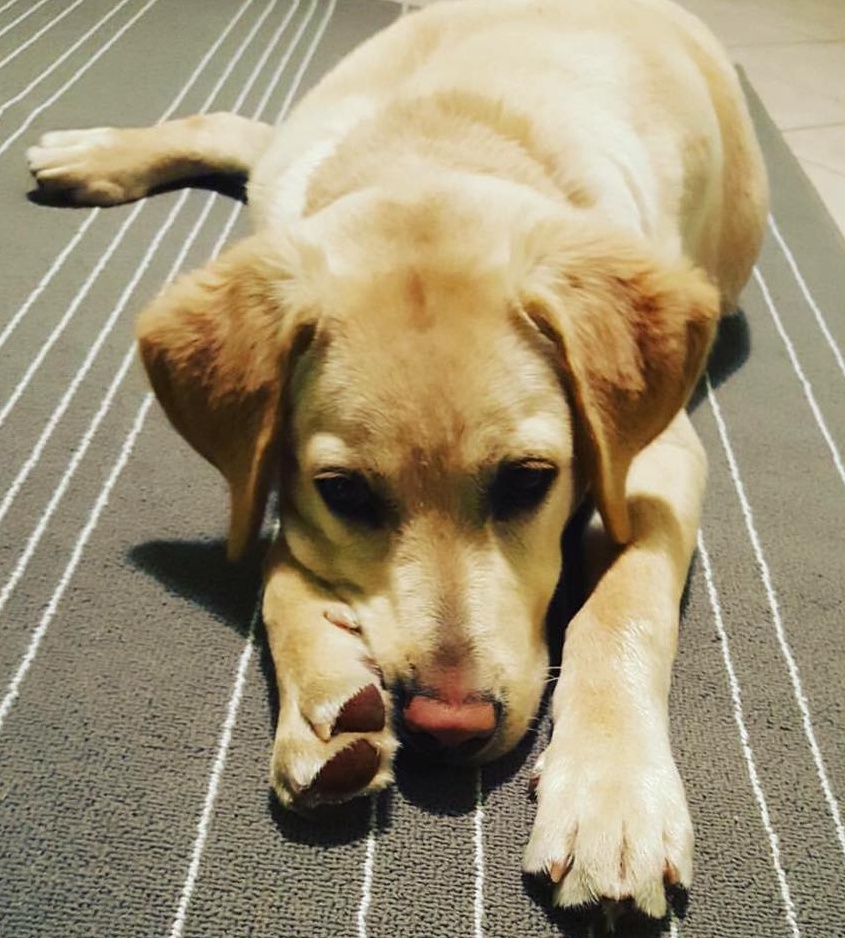 Tutti alla ricerca di Pallino