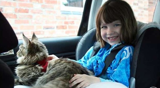 Origine e significato della Giornata del gatto