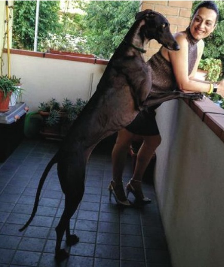Una nuova vita per il galgo «Silviti»
