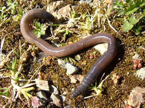 Verme nel risotto: polemica sulla qualità del cibo