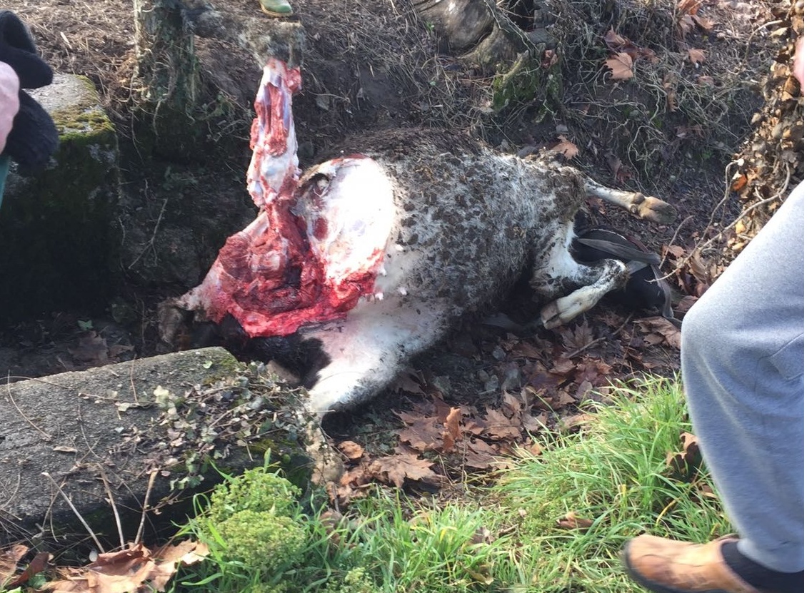 Vitello sgozzato e spolpato. E’ l’ennesimo caso