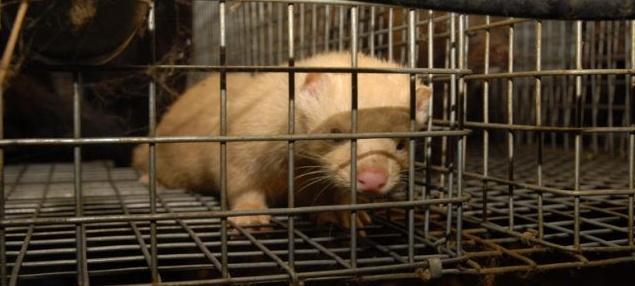 Focolaio Covid nell’allevamento di visoni, oltre mille verranno abbattuti