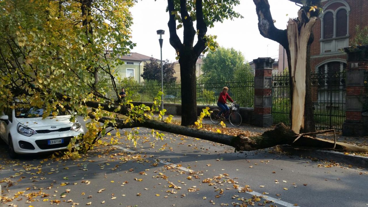 Albero cade su auto in corsa LE FOTO