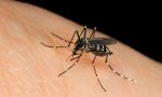 Zanzare e sistemi di disinfestazione: se ne parla (online) a Palazzolo sull'Oglio