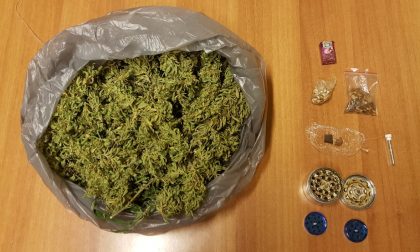 Coltivava marijuana Arrestato