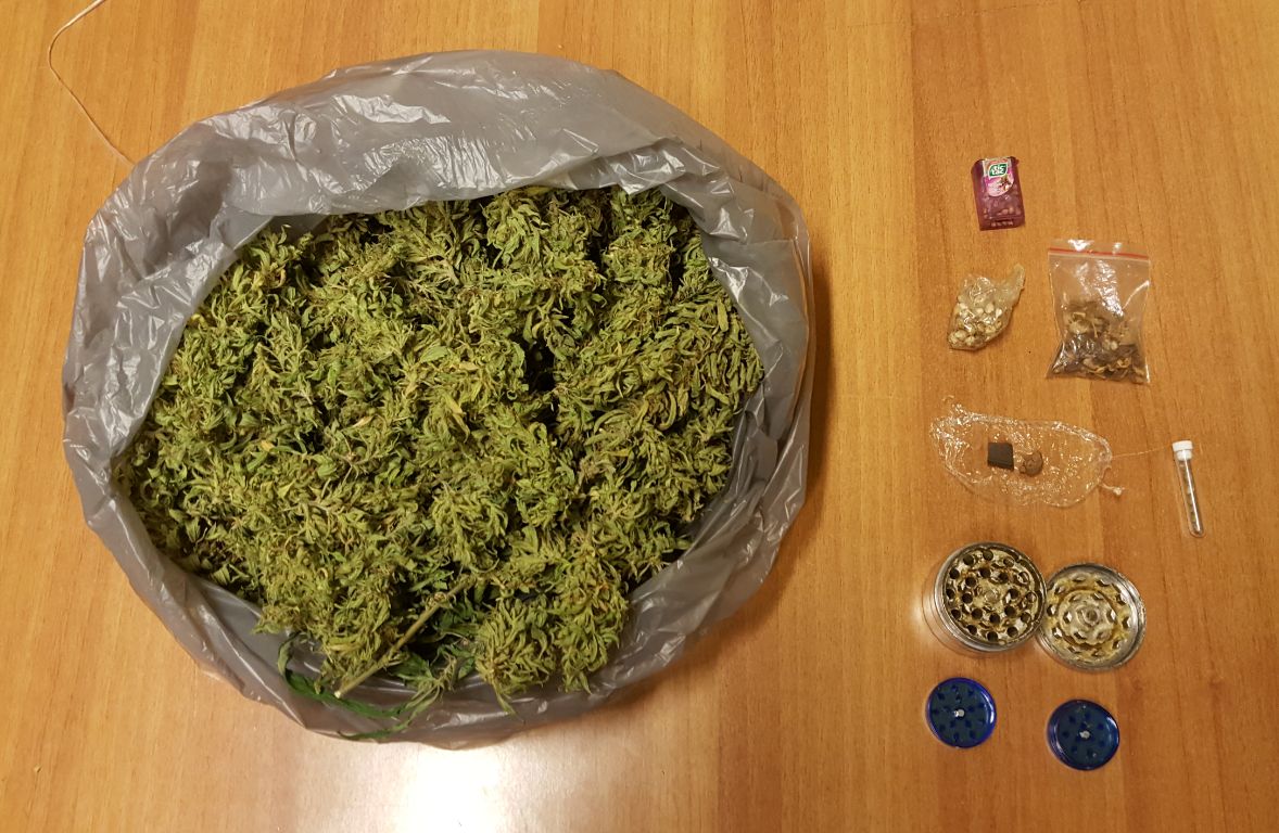 Coltivava marijuana Arrestato