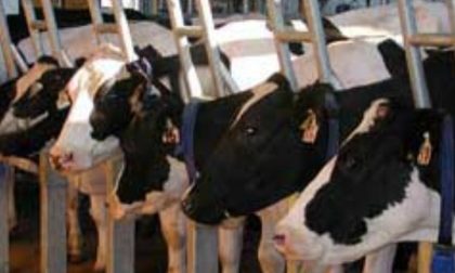 Tubercolosi bovina a Urago Il Tar salva 500 animali