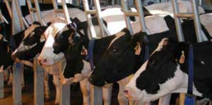 IL GRANDE RAGGIRO DEI BOVINI: FRODE ED EVASIONE FISCALE