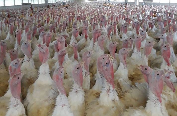 Per l’emergenza aviaria 20 milioni dal Ministero