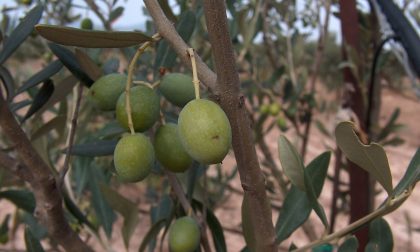 Furto di olive a Desenzano