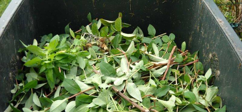 Raccolta del verde: le novità della seconda fase di sperimentazione