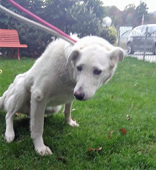 Cane ritrovato dopo due anni