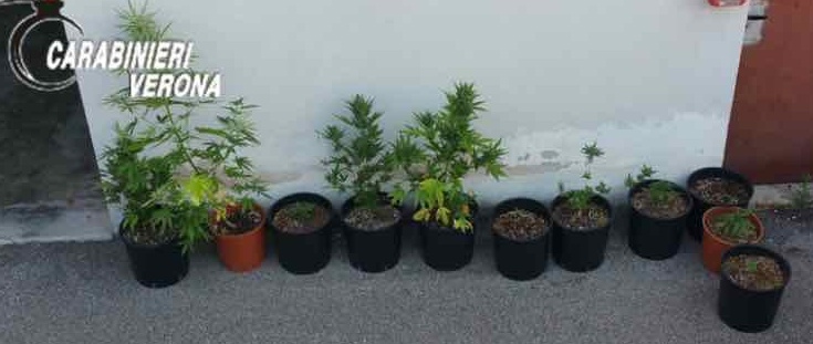 29enne arrestato per coltivazione di marijuana