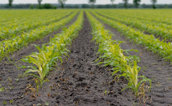 Dipartimento agrario in città potrebbe essere realtà