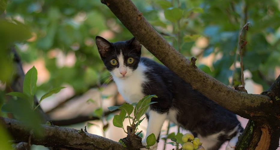 Aiutiamo a ritrovare Abel