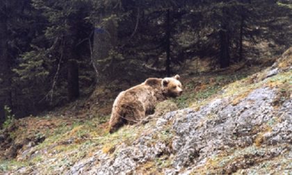 Alto Garda: avvistato un orso