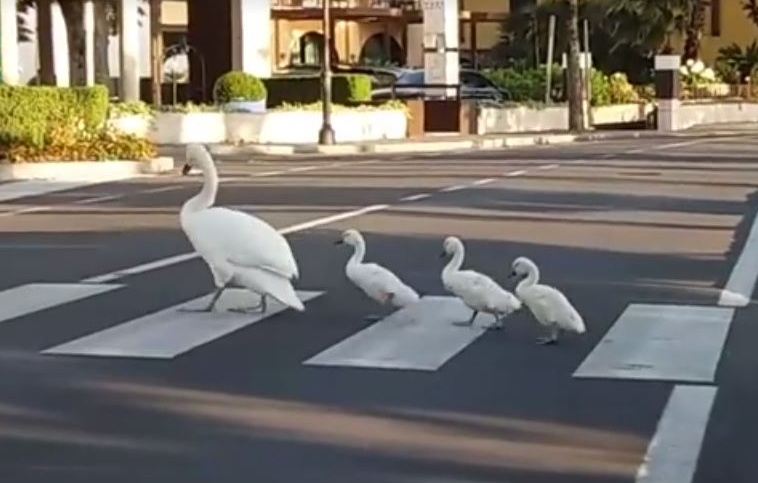 Altroché Beatles. I cigni attraversano così