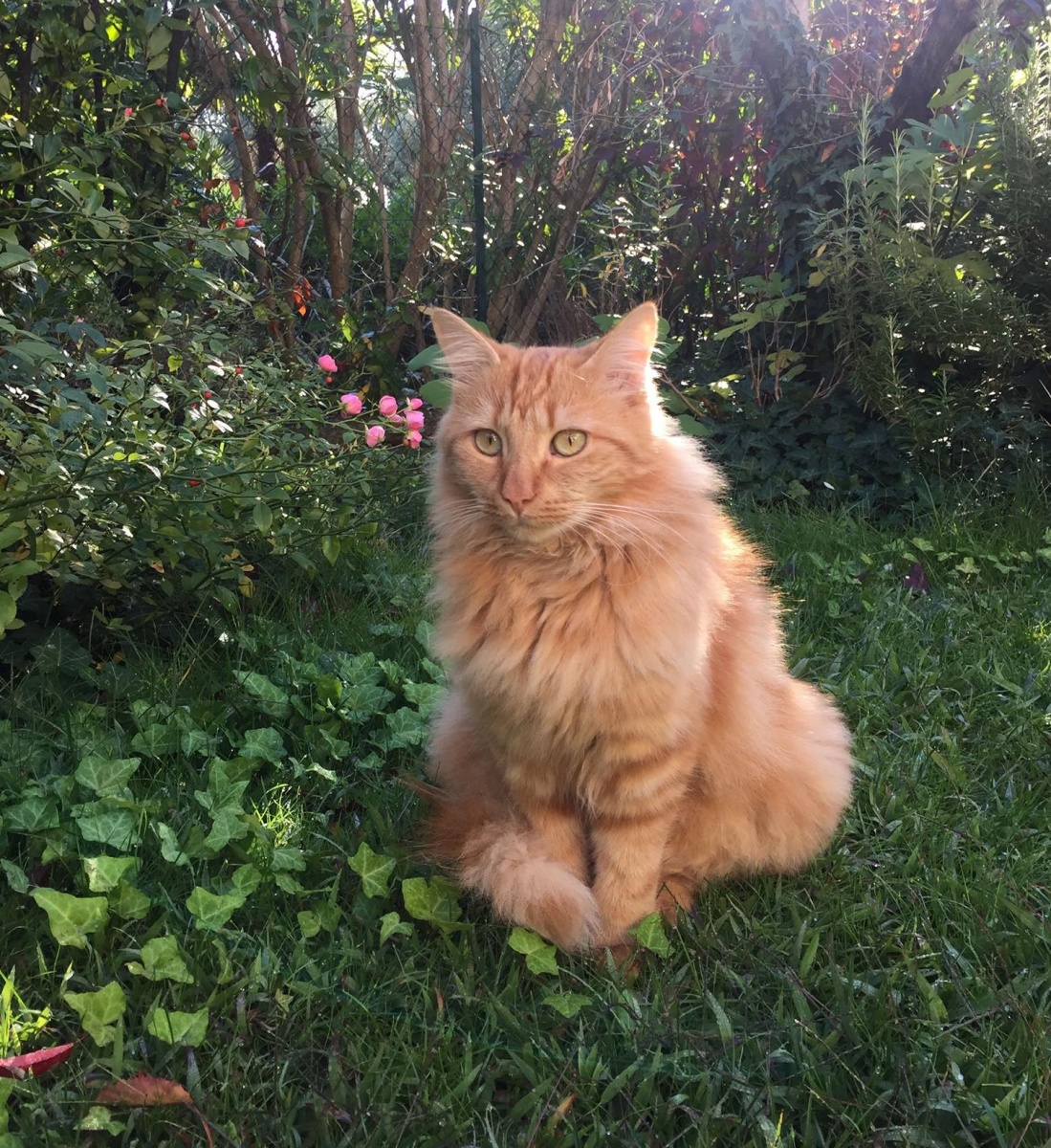 Appello urgente: gatto smarrito a Desenzano