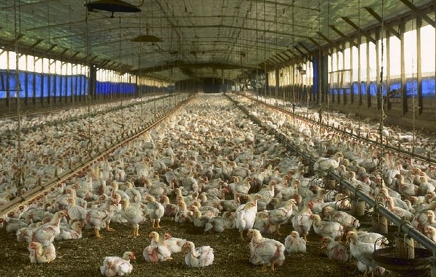 Aviaria, l’ordinanza restrittiva della Regione