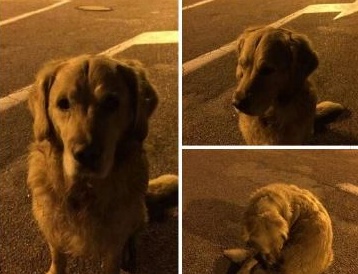 Bardolino: solo e ferito, cercasi padrone