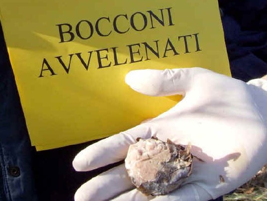 Bocconi avvelenati sui marciapiedi