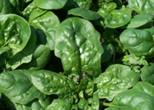Bonduelle, spinaci contaminati da mandragola