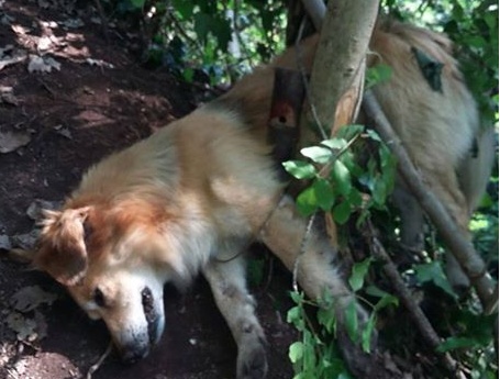 Cagnolino nella trappola vietata per cinghiali