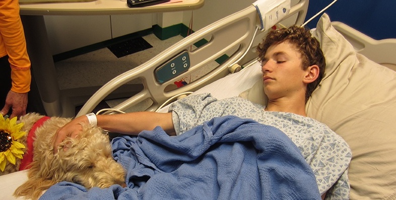 Cani e gatti potranno accedere negli ospedali