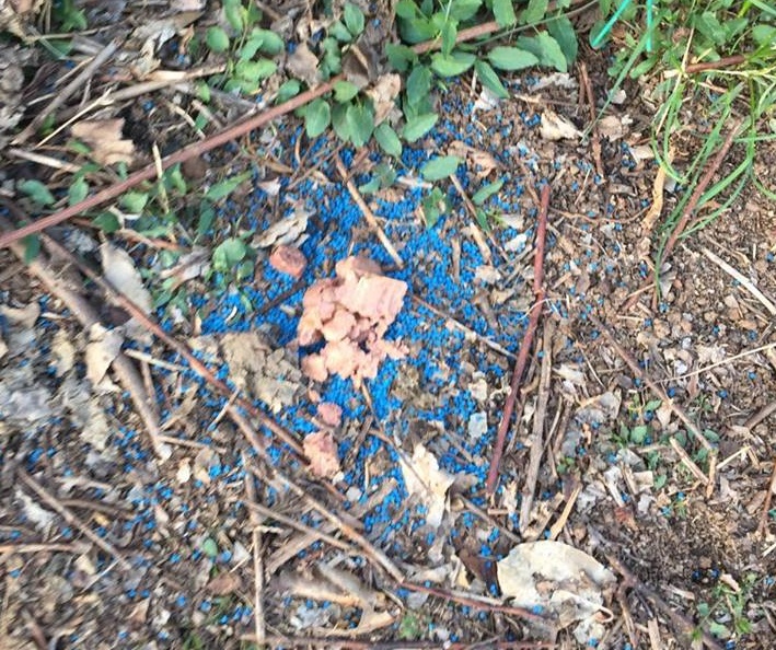 Cibo avvelenato, paura per gli animali