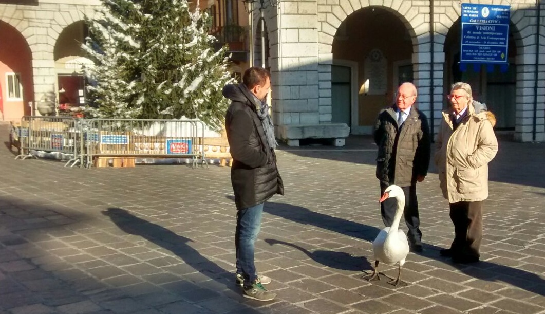 Cigno a spasso per piazza Malvezzi